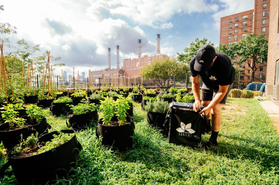 Designing a Tenant-Centric Rooftop Garden: Best Practices from MicroHabitat